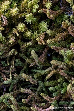 Plant form with dry leaves